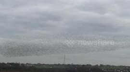 Starlings gathering over Fairburn Ings Castleford West Yorkshire