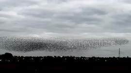 Stunning murmuration in Yorkshire (better version)