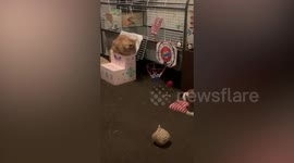 Check out this real life Bugs Bunny - a little rabbit who can slam dunk balls in a basketball hoop just like the Space Jam character
