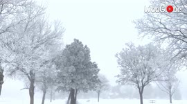 Freezing Fog Forms Rime Ice On Trees In Colorado