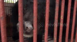 Bears trapped in shocking conditions rescued from bile trade in Vietnam