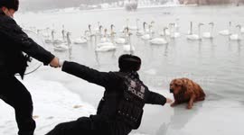 Police officers rescue golden retriever that fell into frozen river in China