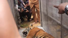 Rare Sumatran Tiger evacuated from the trap by conservation of resources