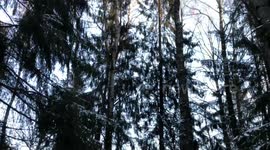 Winter, snow, winter forest.