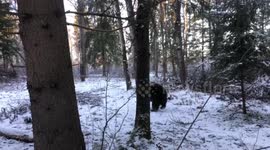 Moscow winter forest