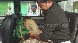 Injured 3-week-old elephant calf stranded in mud rescued in north-eastern India