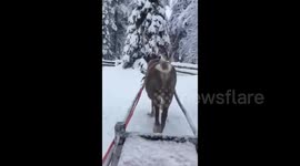 From reindeer rides to snowy scenes, a trip to Finland is full of Christmas magic