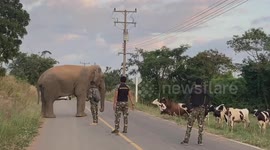 Grumpy elephant squares up to a herd of cows while looking for food