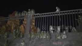 Hundreds of frightened monkeys scatter during fireworks display in Thailand