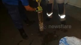 Huge lizard rescued after getting trapped in homeowner's drain in Indonesia