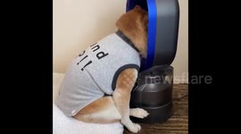 Adorable Shiba Inu pampers herself in front of humidifier