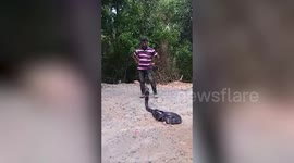 Rescued cobra released into forests of southern India