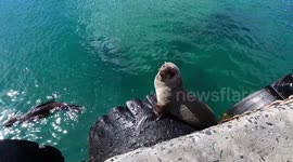 No close-ups please! Seal scares cameraman away by growling at him