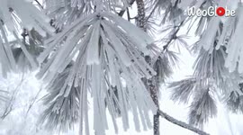 Baltic conditions see trees coated with layer of ice in Colorado