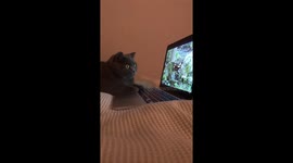 Cute British shorthair cat enraptured watching birds on YouTube video