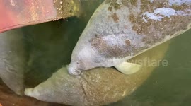 Manatees huddle together for warmth during cold snap in Florida