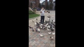 Dozens of pigeons surrounded the man for food