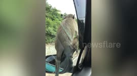 Wild monkeys hitches ride on passing car's wing mirror