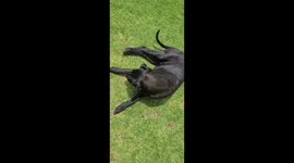 Great Dane playing on the grass