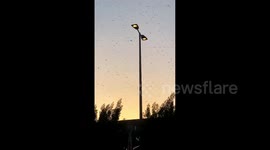 Saudi Arabia gets invaded by vast locust swarms in Mecca