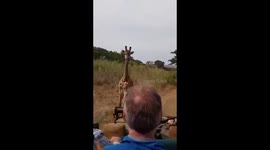 A man’s car is chased by a huge giraffe while on a jungle tour