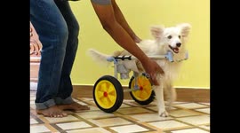 Watch - Father-Daughter duo designed a wheelchair for their pet dog Veera