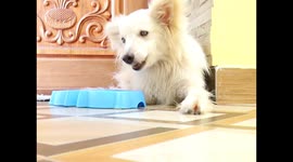Watch - 2nd Part - Father-Daughter duo designed a wheelchair for their pet dog Veera