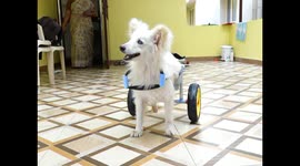 Father-daughter duo design wheelchair for their disabled Pomeranian dog