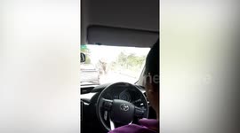 Hungry wild elephant stops vehicles to steal food in Thailand