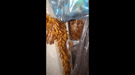 Thousands of wasps swarm Vietnamese man's house in attempt to stay out of the cold