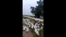 The man struggled to move more than 8,000 ducks into the field