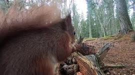 Funny sounds a Red squirrel makes.
