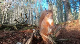 A cute red squirrel and the wonderful sound of geese flying over.