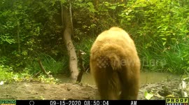 Yellow Black Bear