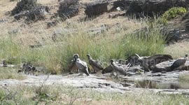 vulture bathing