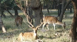 spotted deer