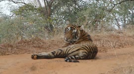 tiger