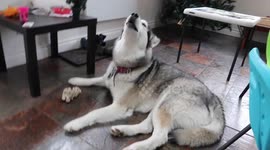 Funny Alaskan Malamute Pitch Perfect Howl to her Squeaky Cow