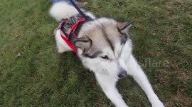 Sled dog training in Ontario Canada with our Alaskan Malamute Sojou