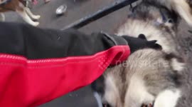Mush Larose a club in Ontario Canada that is keeping the sled dog sport alive