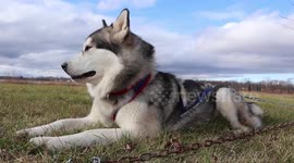 British Man now living in Canada trains for his first 2.1 km scooter race with Alaskan Malamutes Sojou and Klondike