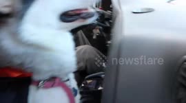 My Alaskan Malamute Sojou wearing a witch and Taco Halloween costume