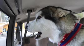 Mush Larose Sled Dogs getting together to race in Ontario Canada