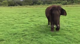 Agitated elephant herd chases wildlife officials in Sri Lanka