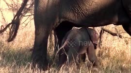 Adorable moment wild baby elephant topples over backwards