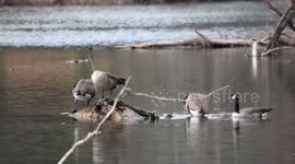 Geese on the lake