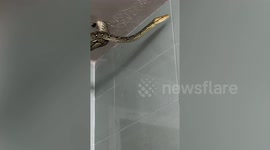 Python smashes through toilet ceiling at restaurant in Thailand