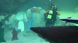 Madrid aquarium installs Nativity scene in shark tank