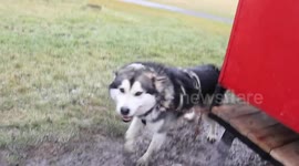 Mush Larose Sled dog Training in Canada