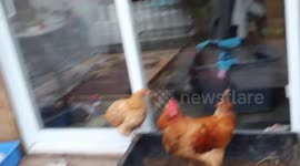 Chickens raised as part of the Family